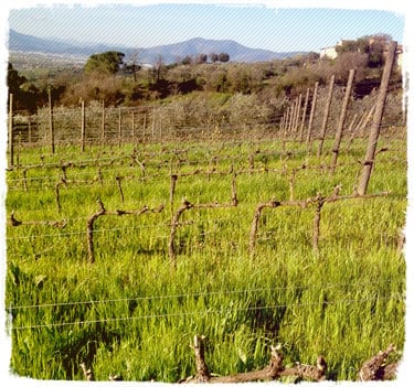 Azienda Agricola Marchionni