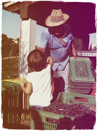Poco meno di 7 ettari di vigne.