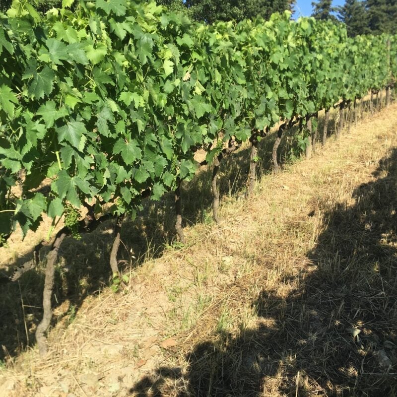 Azienda Agricola Marchionni