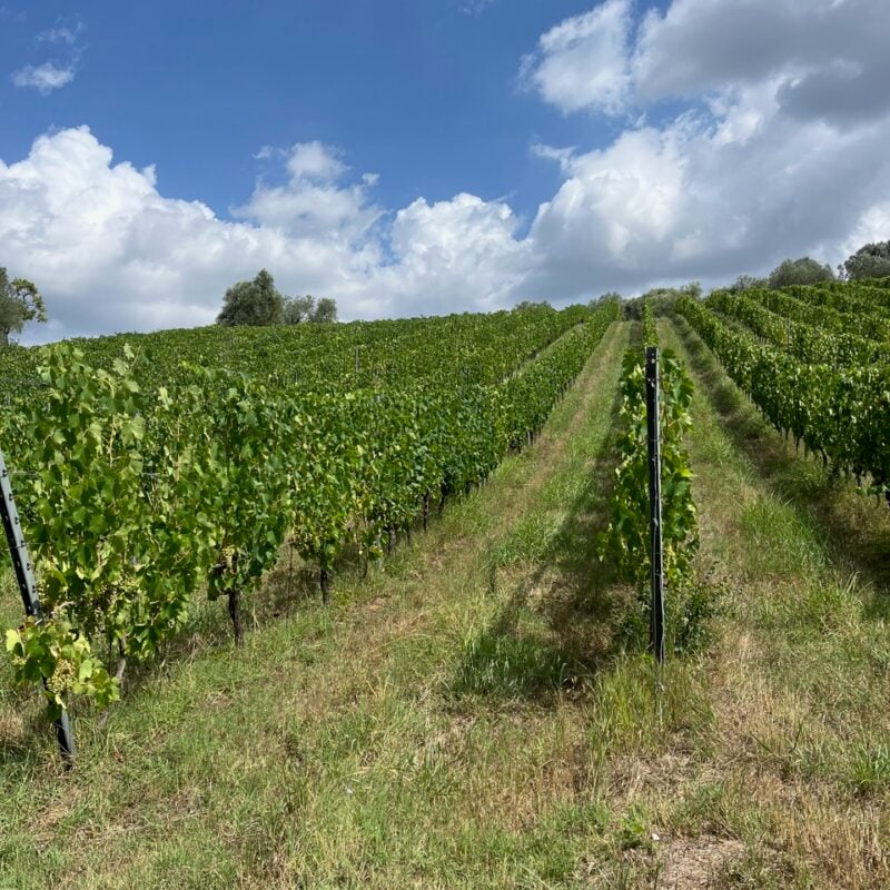 Azienda Agricola Marchionni