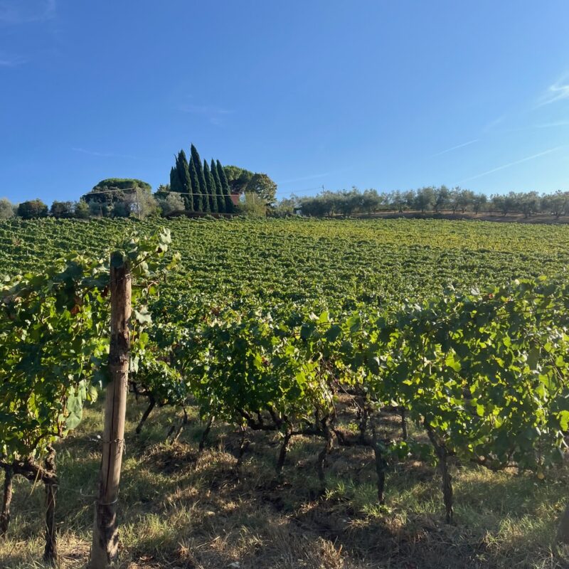 Azienda Agricola Marchionni