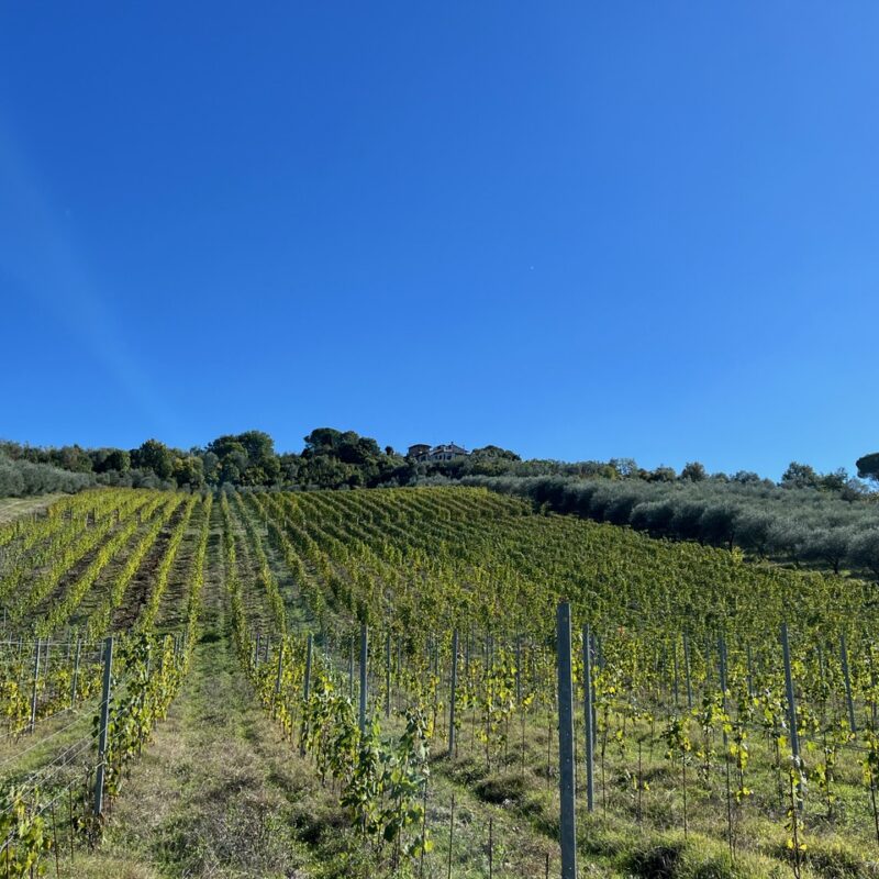 Azienda Agricola Marchionni